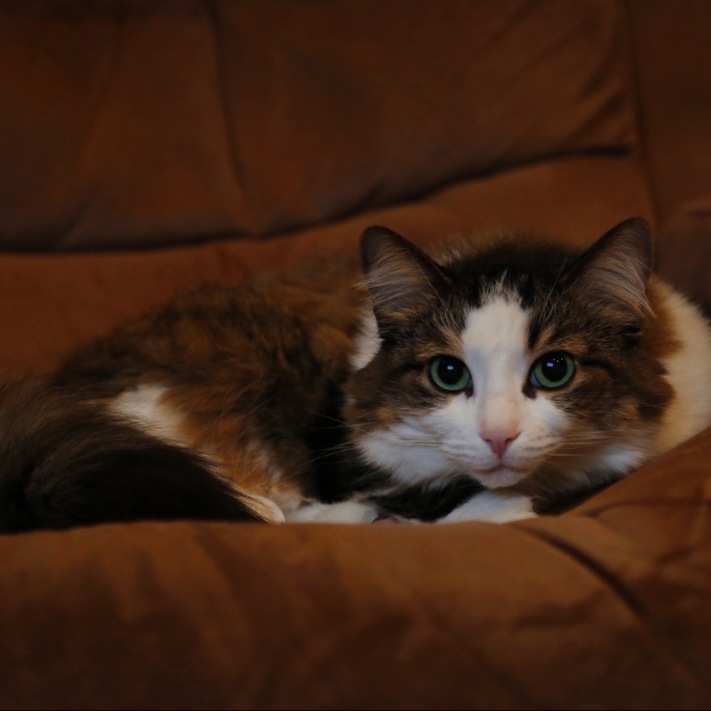 Meet your Posher, Kate - Picture 6 of 16